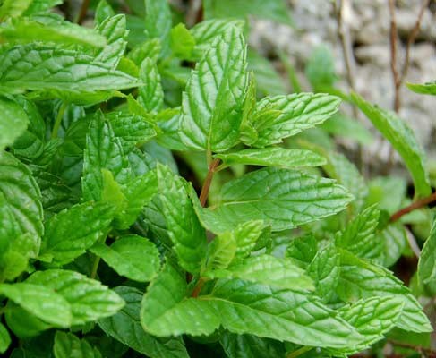 Chutney alla menta 